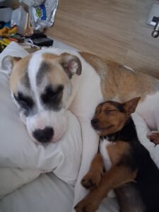 Photo of dogs